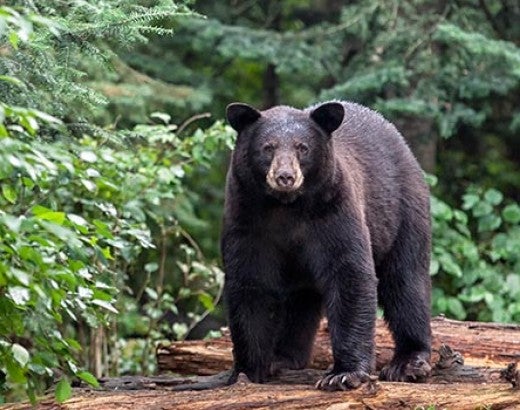 Black bear in the forest