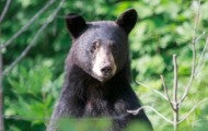 Black bear in the woods