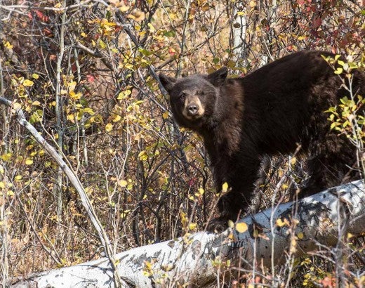 Black bear standing on a fallen tree limb