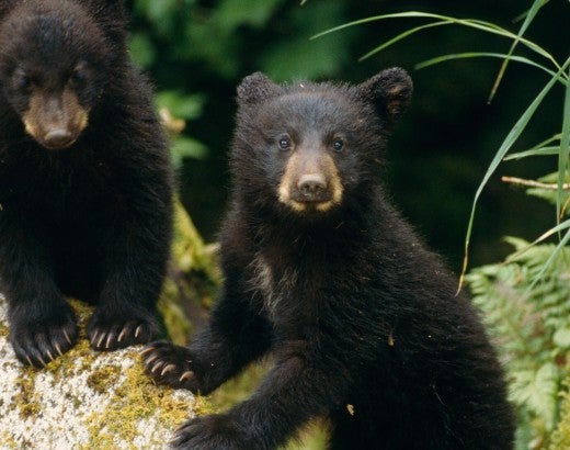 Two bear cubs in the wild