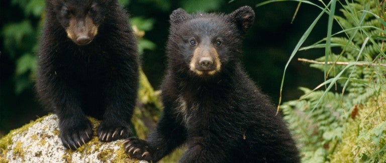 Two bear cubs in the wild