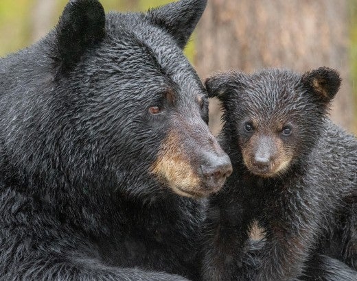 black bear mother and cub