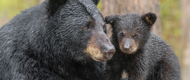 black bear mother and cub