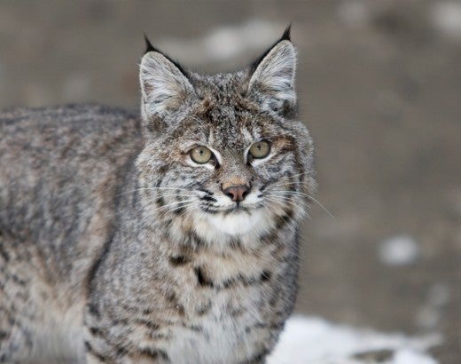 Bobcat in the winter snow