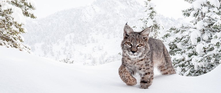 Bobcat in snow
