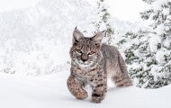 Bobcat in Snow