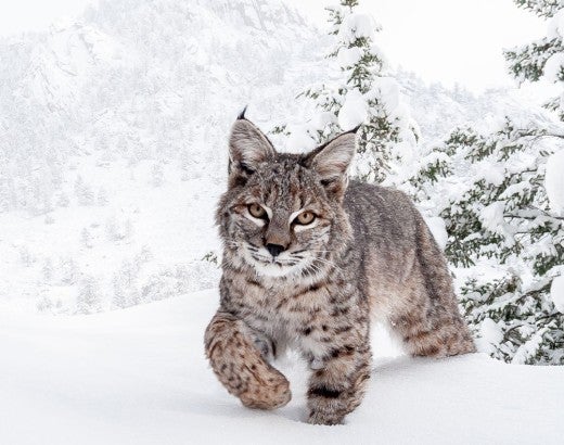 Bobcat in snow