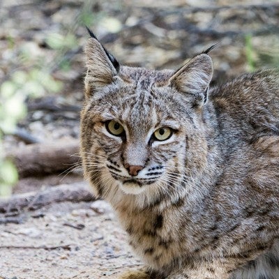bobcat