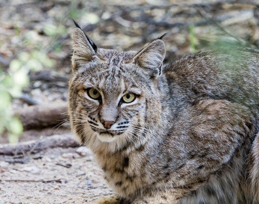 bobcat