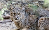 bobcat
