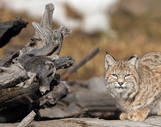 bobcat