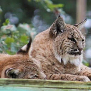 Bobcats at BBR
