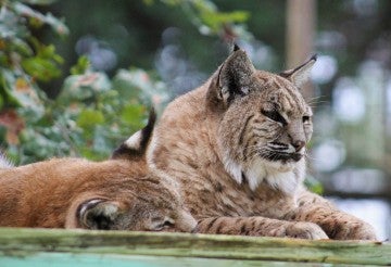 Bobcats at BBR