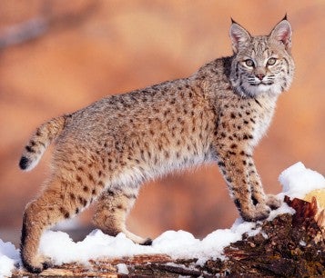 Bobcat standing on snow