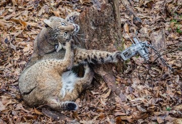 bobcat stuck in foot trap