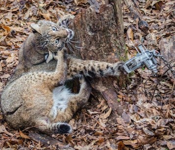 bobcat stuck in foot trap