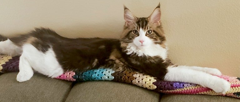 Gnocchi, a maine coon cat, is contentedly stretched out on a couch