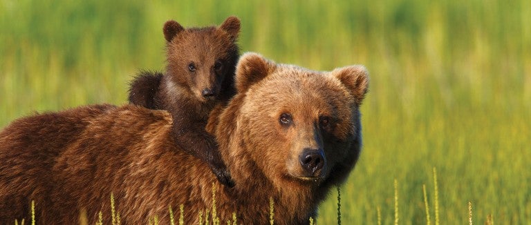 Brown bear with cub on her back in a field of green grass