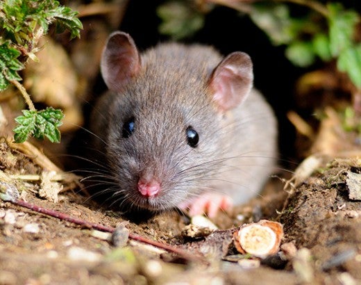 Brown rat in the wild