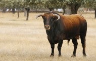 A bull cow stands in a grove of trees