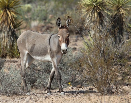 Wild burro in Arizona