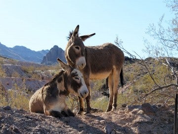 Wild burros part of the immunocontraception Platero project in Arizona.
