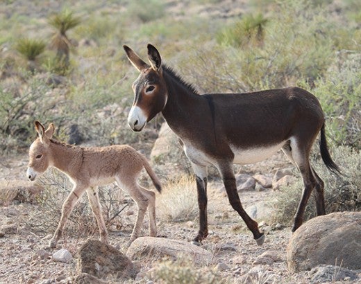 Wild burros