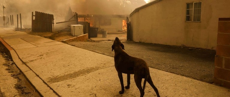 Dog barks in front of California wildfires devastation