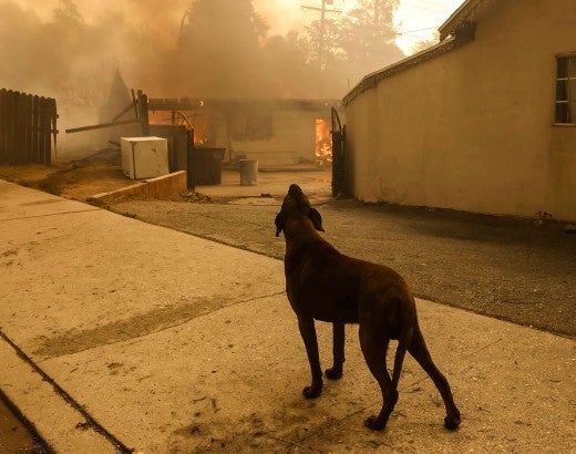 Dog barks in front of California wildfires devastation