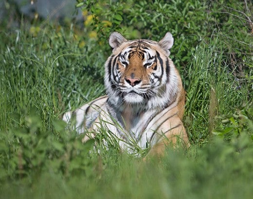 Alex the tiger at Black Beauty Ranch