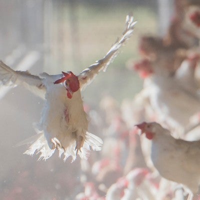 Chickens in chicken house in San Diego, California