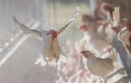 Chickens in chicken house in San Diego, California