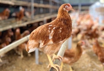Hens in a cage free facility.