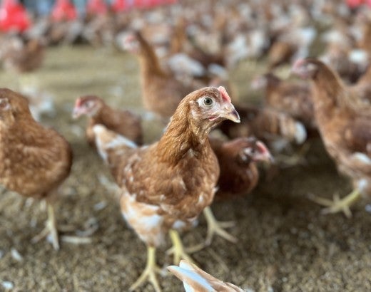 An egg-laying hen on a cage-free farm