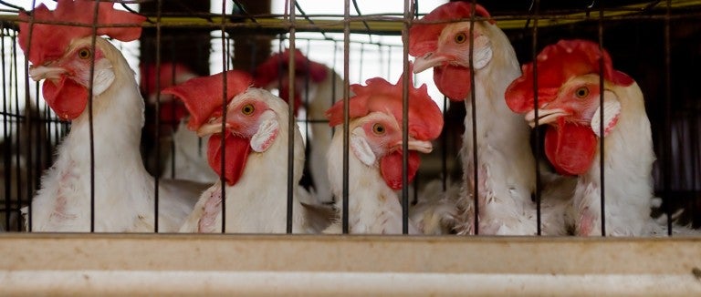caged chickens
