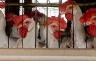 caged chickens