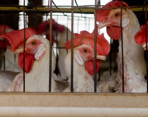 caged chickens