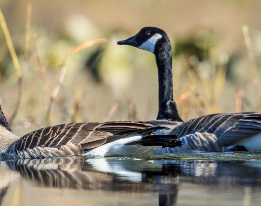Canada geese swimming in water