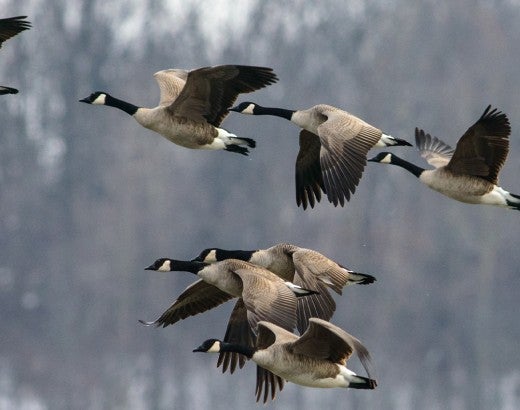 Canada geese flying in formation