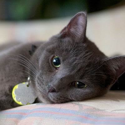 gray cat relaxing