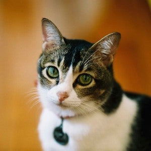 cat