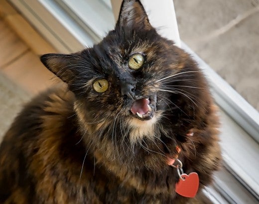 Cat meowing
