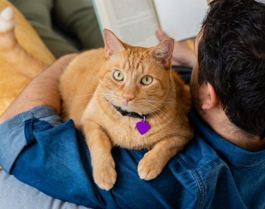An orange cat resting on a man's shoulder looks at the camera