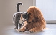 cat and dog snuggling