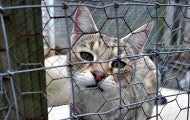 neglected cat mill rescue