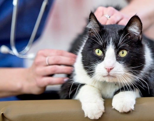 Black and white cat being checked out by a veternarian