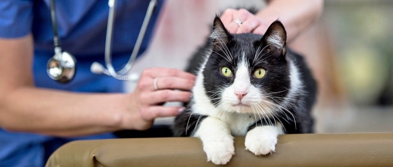 Black and white cat being checked out by a veternarian