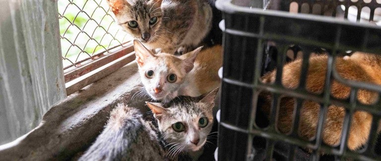 A group of cats await rescue at a fattening farm