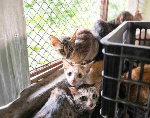 A group of cats await rescue at a fattening farm