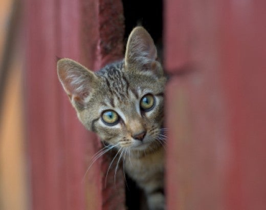 outdoor cat in barn